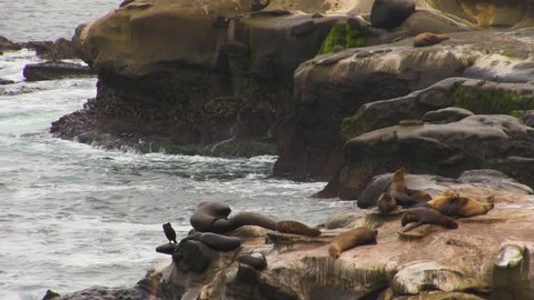 Sea Lions on Cove From a Distance