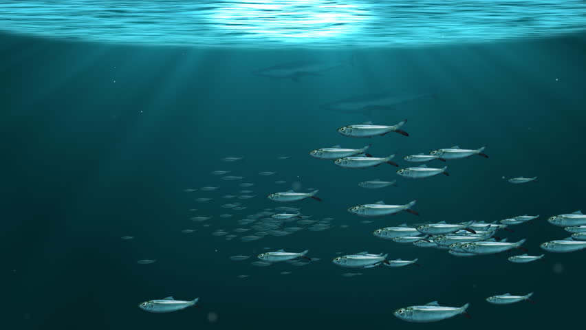 Schools of fish in deep ocean (Computer Generated)