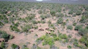 Wild African elephants in wilderness of Africa. Aerial drone 4K footage clips