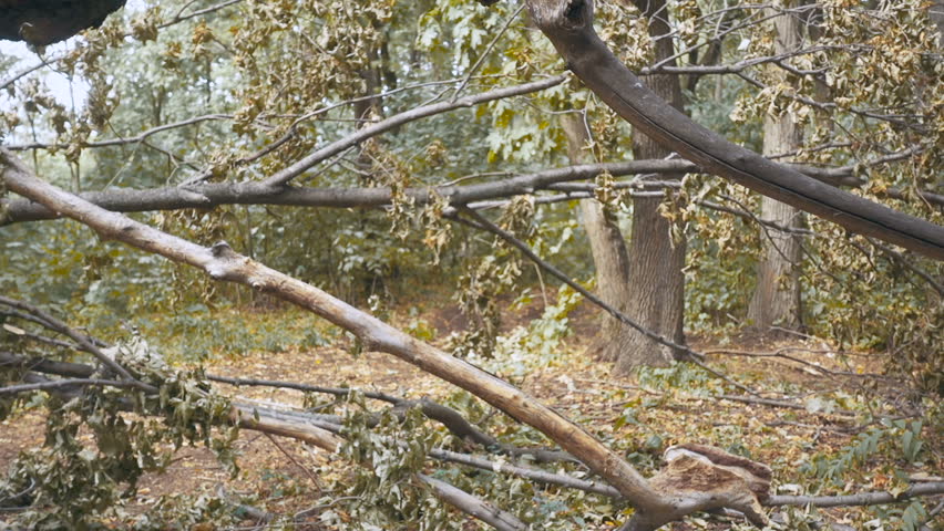 Young, Lost Man With Tablet Looking For Direction On The Forest. Slow Motion.