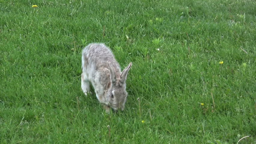Cottontail Rabbit Feeding on Green Grass