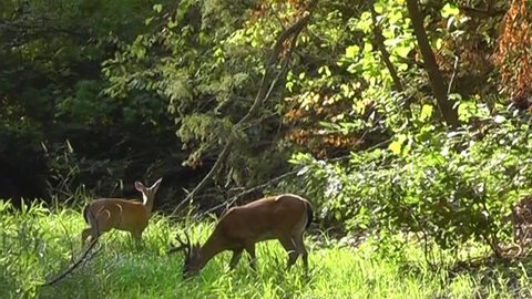 A doe and two bucks browse near a lake at the forest's edge where the summer grass is greenest.