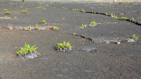 Young vegetation (Sadleria cyatheoides fern) at the solidified lava field. Volcanoes NP, Big Island, Hawaii, USA