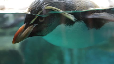 Macaroni penguin in the aquarium