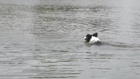 A dog swimming in the river