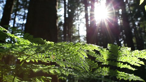 Sun Glimmering through Ferns tracking, dolly shot  Video Stok