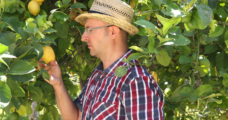 Farmer Man Inspecting Volume Lemon Fruits Standing in a Bio Picturesque Orchard Royalty-Free Stock Footage #28135471