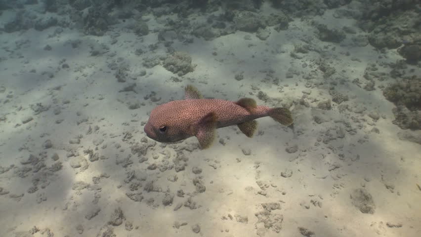 Colorful Fish on Vibrant Coral Reef, Red sea