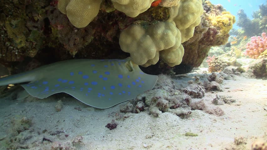 Blue Spotted Stingray on the Coral Reef, Red sea