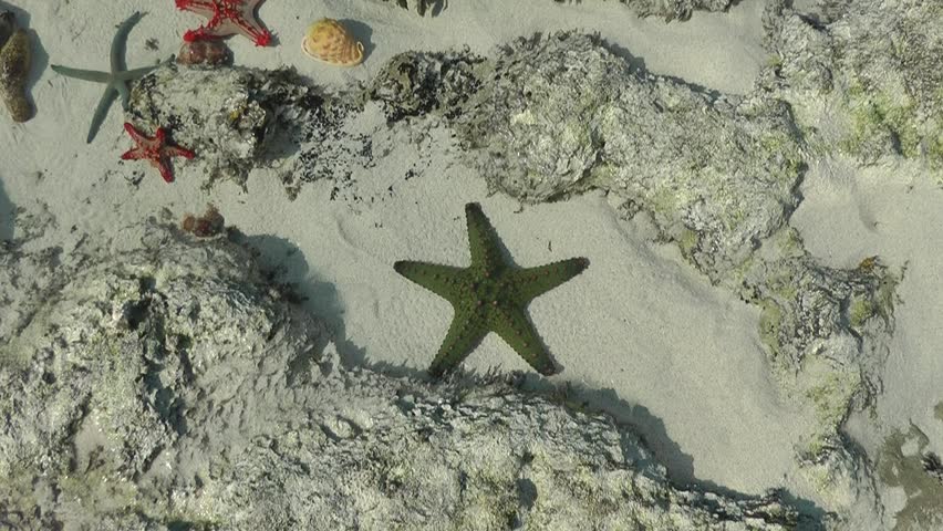 Green Starfish Moving a Rock Stock Footage Video (100% Royalty-free ...