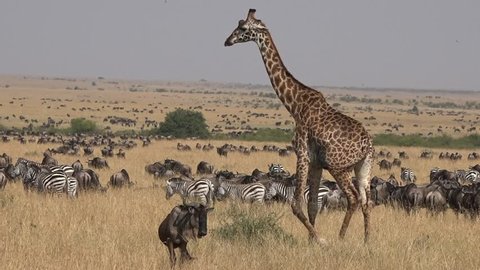 Giraffe walking through herds of wildebeest during the Great migration in the Masai mara