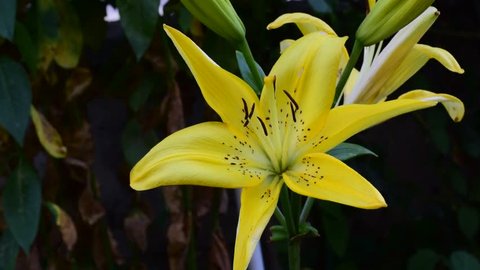 yellow lily in the wind
