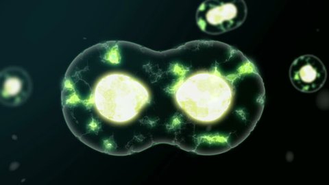 Organism cell divides to glow up.
