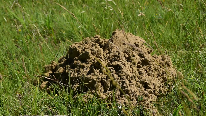 Mole Mounds On Spring Grass Stock Footage Video 100 Royalty Free 28141282 Shutterstock