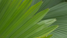 green palm leaf close up nature, Tropical abstract background