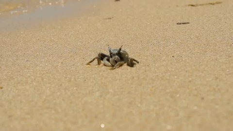 Crab in the waves of tropical sea