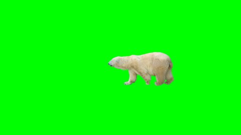 Polar bear walking across the frame on green screen, real shot, isolated with chroma key, perfect for digital composition, cinema, 3d mapping
