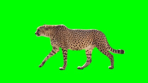 Cheetah slowly walking seamlessly looped on green screen, real shot, isolated with chroma key, perfect for digital composition, cinema, 3d mapping