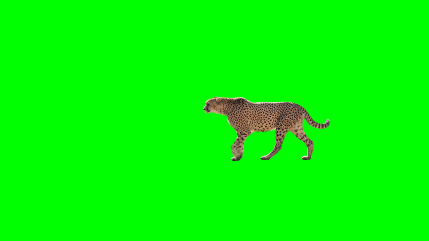 cheetah 3d screen shots