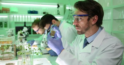 Biologist Researcher Examining Seeds of Peas Quality Control Bio Food Laboratory