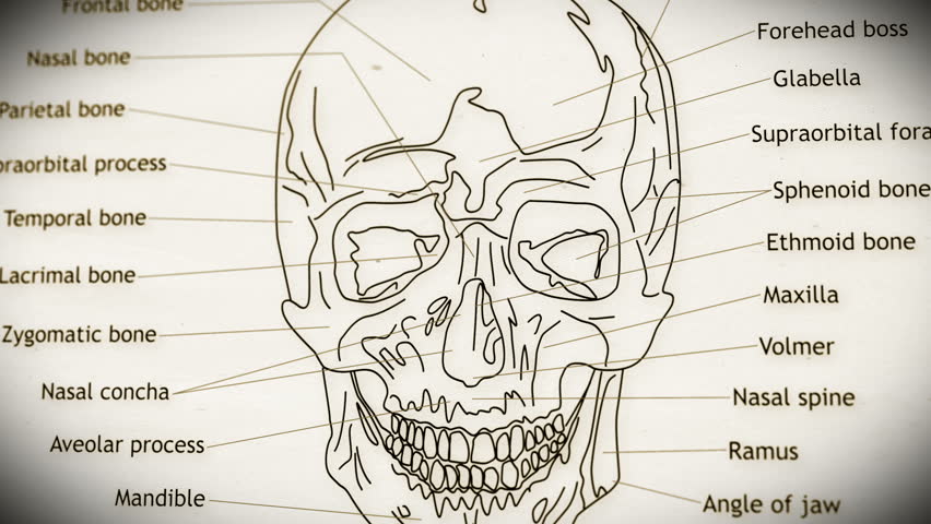 Human Skull Structure Animation Illustration Stock Footage Video (100%