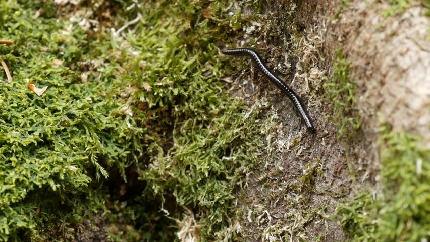 Centipede on mossy stone.