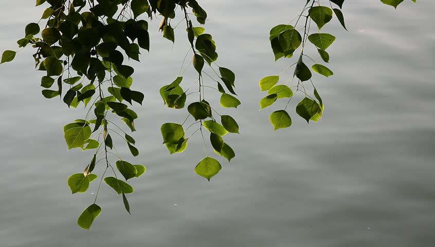 Sapium sebiferum tree  with wind and light glittering
