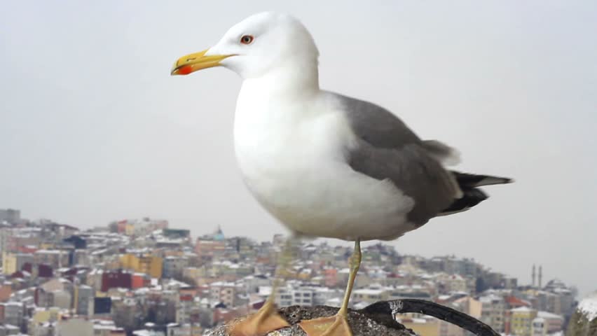 Curious young seagull 
