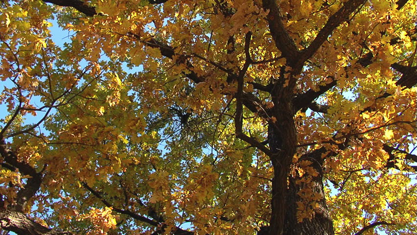 Autumn forest. (Oak tree)