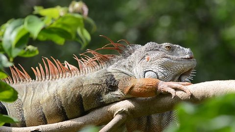 Lazy iguana lay on the tree