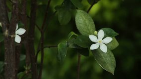 Crepe Jasmine, Tabernaemontana Divaricata, Five Little White Petals Flowers, Asia Flower, Champasak, Laos, 10 June 2017, 1080P HD Video, Footage Clip