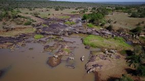 Zebra in East African savannah. Kenya, Aerial drone 4K footage