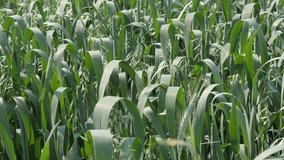 Slow tilt on food plantation of common oat  4K 2160p 30fps UltraHD footage - Organic Avena sativa healthy cereal crop 3840X2160 UHD tilting video