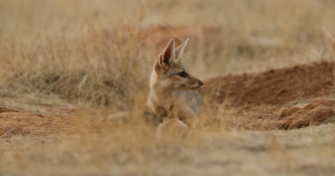 8 Indian Desert Fox Stock Video Footage - 4K and HD Video Clips |  Shutterstock