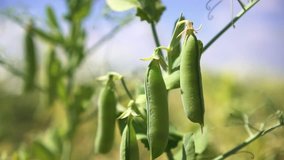 Growing green peas in a field against a blue sky background