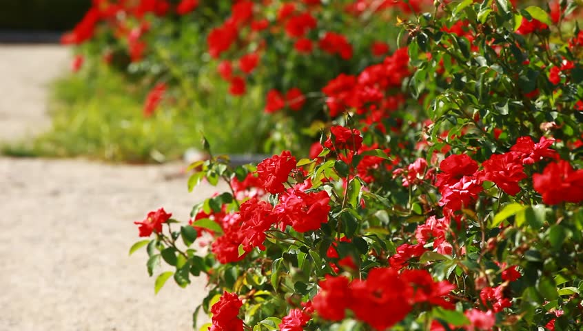 Red Rose On The Branch Stock Footage 100 Royalty Free 2816563 Shutterstock - Red Roses Garden Background Images Red Rose On The Branch Stock Footage 100 Royalty Free 2816563 Shutterstock - Red Roses Garden Background Images