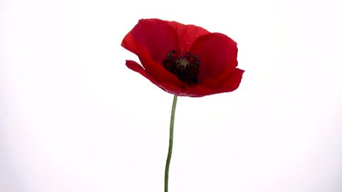 Red poppy flower blooming in time-lapse on a white background. Time lapse. High speed camera shot. Full HD 1080p. Timelapse 