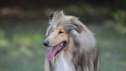 A Collie named Lilli, close up in the nauture