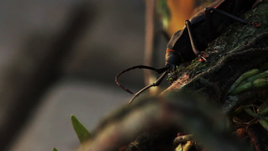 Giant Ponderous Borer Beetle 4