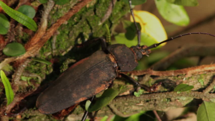 Giant Ponderous Borer Beetle 3