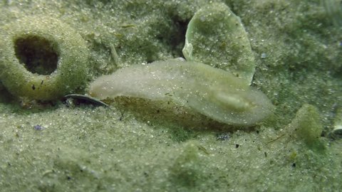 Sea flatworm (Planaria sp.) on a sandy bottom.