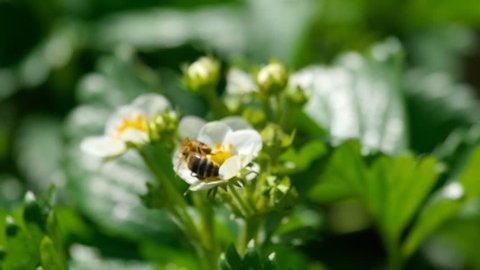 A bee pollinating an strawberry flowers