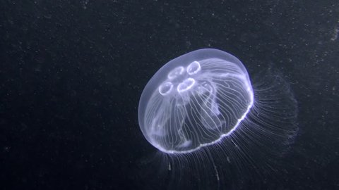 Common jellyfish (Aurelia aurita) rises up against the dark water column.
