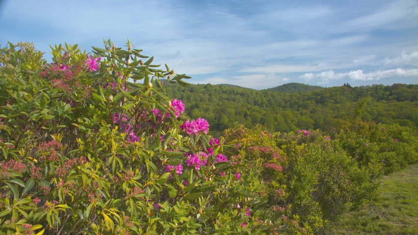 Blue Ridge Parkway Overlook at Summertime with Pink Rhododendron Flowers and Green Forest Layers where Tourists Visit Graveyard Fields near Asheville NC