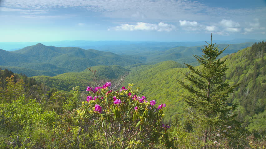 Blue Ridge Mountain Summertime Landscape with Pink Rhododendron Flowers among Green Trees and Appalachian Layers into the Horizon