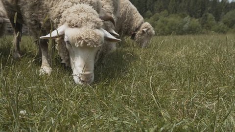 Close up shot of a group of sheep eating green grass.