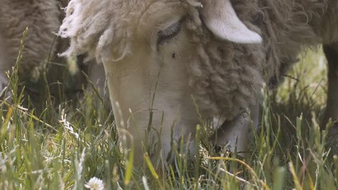 Close up shot of group of sheeps eating green grass