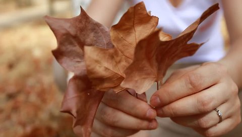 Woman's hands collecting autumn brown dry leaves