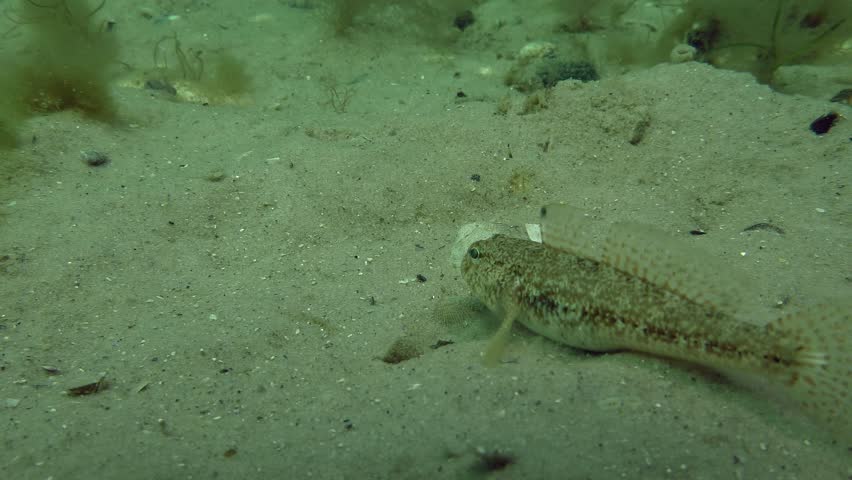 Fish Black Goby Gobius Niger Stock Footage Video 100 Royalty Free 28174540 Shutterstock