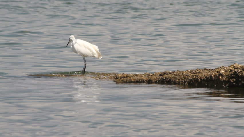 This Little Egret was fishing in the seaside in the Sai Kung area of Hong Kong.